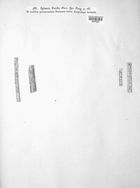 Heterosphaeria patella image